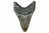 Serrated, Fossil Megalodon Tooth - North Carolina #344056-2